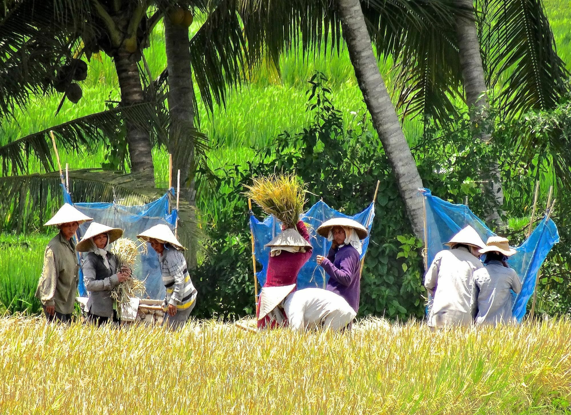 Hotel Lodtunduh Sari Ubud Exteriér fotografie